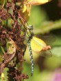 /album/my-local-birding-gallery/southern-hawker-ossett-aug-2011-jpg/